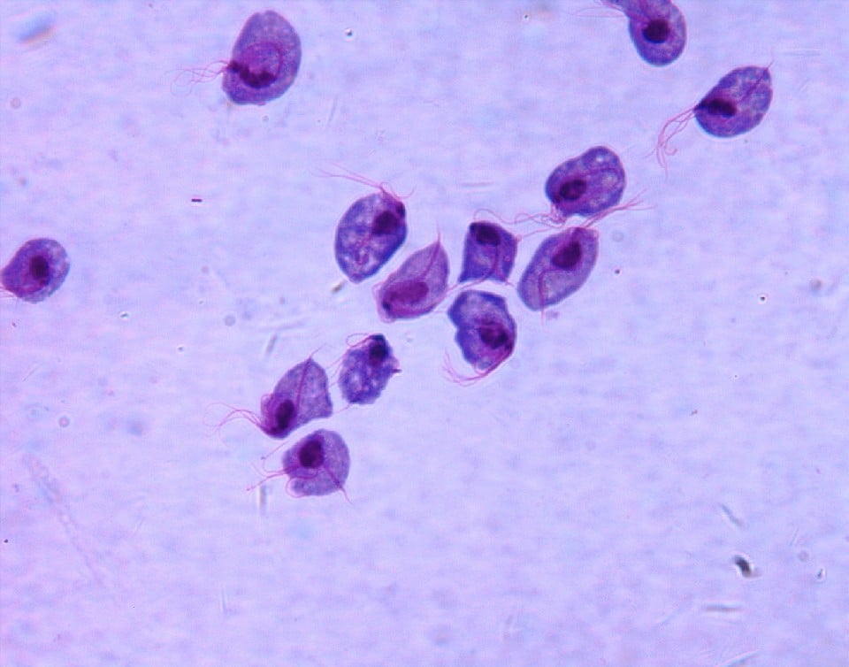 STD Parasite