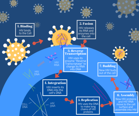 HIV Life cycle graphic