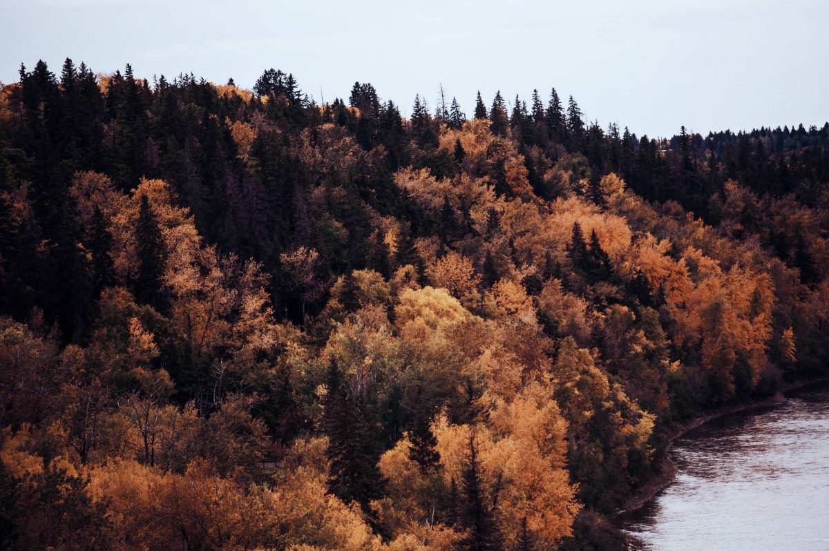 trees with leaves changing for autumn