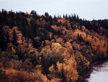 trees with leaves changing for autumn