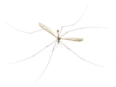Can A Mosquito Spread HIV If You Accidentally Squish Them?