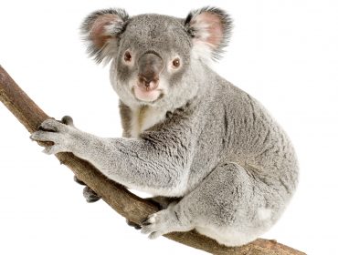 koala chlamydia