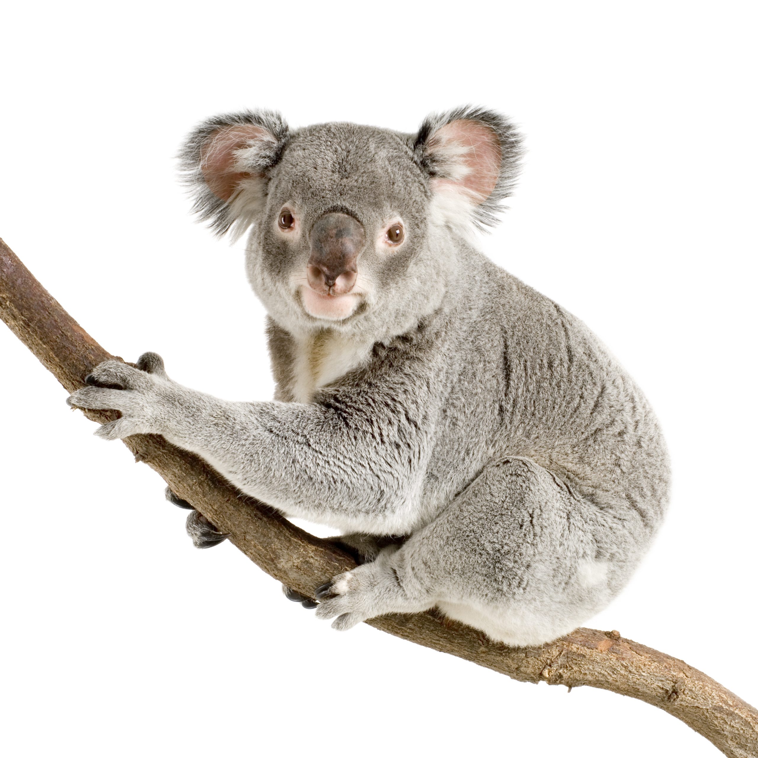 Do Koalas Have Chlamydia? Koala STD