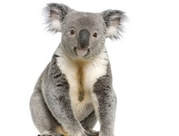 koala std