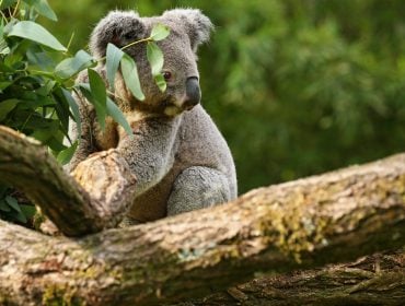koalas have chlamydia